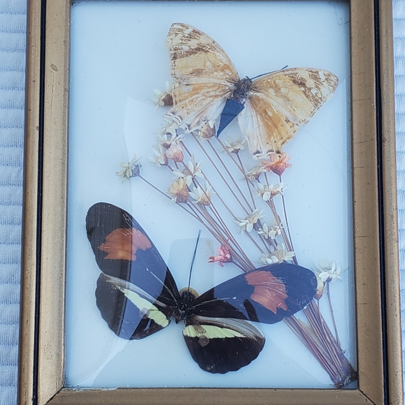 Butterfly Moth Taxidermy Framed Art 5"x4" Gallery Wall Vintage Wood Glass - Picture 2 of 7